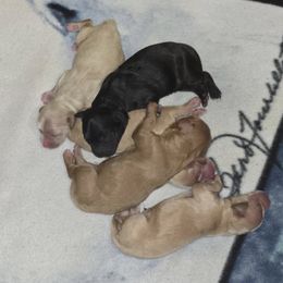 Cavapoo puppies from Jessie's Puppies