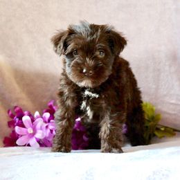 Miniature Schnauzer and Poodle Puppies from Schaible Schnauzers