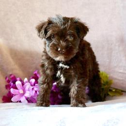 Miniature Schnauzer and Poodle Puppies from Schaible Schnauzers