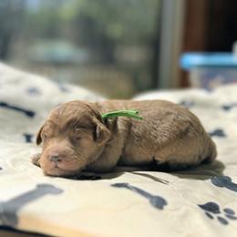 Gandalf - Red  male Goldendoodle puppy in Pittsburg, Texas from Grace Springs Goldendoodles