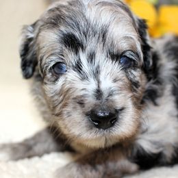 Summit - Blue merle male Aussiedoodle puppy in Stokesdale, North Carolina from His and Hers Poodles and Doodles