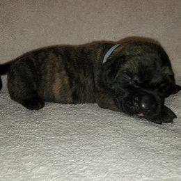Girl 8 - Brindle Mastiff puppy in Aurora, Colorado from Bratay Mastiffs