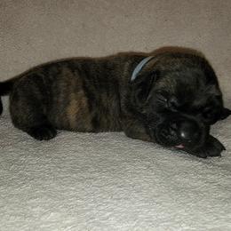 Girl 8 - Brindle Mastiff puppy in Aurora, Colorado from Bratay Mastiffs