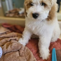Bud - Brown and white male Bernedoodle puppy in Pismo Beach, California from Beach Bernedoodles