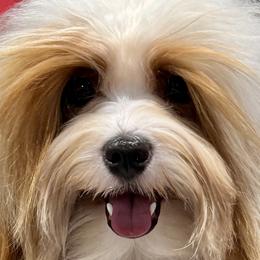 Havanese from Dunhill Havanese