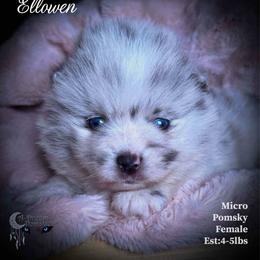 Ellowen - Merle female Pomsky puppy in Perkins, Oklahoma from A-Dream Pomsky Kennel