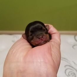 Yorkshire Terrier Puppies from LuvStruck Yorkies