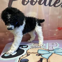 Toby - Parti male Poodle puppy in Mobile, Alabama from Semmy’s Standard Poodle LLC