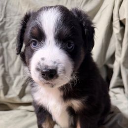 Boy 1 - Black tri male Miniature Australian Shepherd puppy in Olean, New York from Windy River Mini Aussie