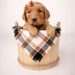Dot - Dark golden female Golden Retriever puppy in Buhl, Idaho from Atkinson's Goldens