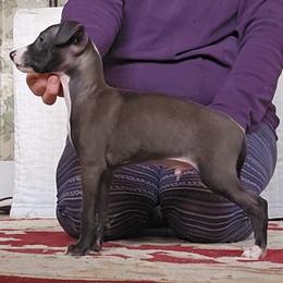 Fashion seal boy - Seal male Italian Greyhound puppy in Phillips, Maine from Maplewood Italian Greyhounds