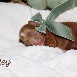 Oakley - Red  male Goldendoodle puppy in Trenton, Tennessee from Pickard’s country Golden doodles