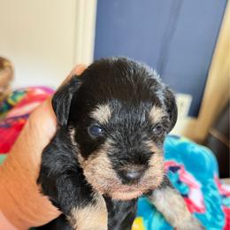 Merlot Black n Silver See my video - Black and silver male Miniature Schnauzer puppy in Temple, Texas from Schnauzers Of Taylor