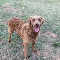 Chevy - Chesapeake Bay Retriever