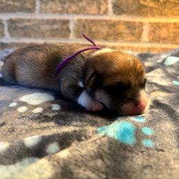 Purple Collar Female - Sable female Pembroke Welsh Corgi puppy in Mcarthur, Ohio from Bentley Corgis LLC