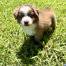Wishes - Red female Miniature Australian Shepherd puppy in Madisonville, Texas from Flying LL Aussies