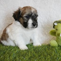 Coton de Tulear Puppies from Buttercup Cotons of Texas