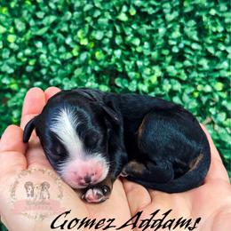 Male Pick Number 1 - male Australian Mountain Doodle puppy in Corydon, Indiana from Ridgeline Doodles
