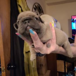 French Bulldog Puppies from 4 Leaf Frenchies