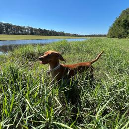 Rosie Posie - Red female Dachshund puppy in Estelle, Louisiana from NOLA Dachshunds