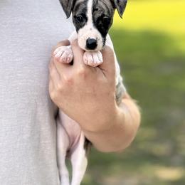 Poppy - Fawn brindle female Whippet puppy in Sugar Valley, Georgia from Pinnacle Farm and Kennel