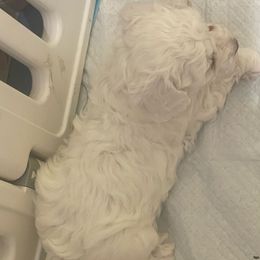 Tina - White female Bichon Frise puppy in Cave City, Kentucky from Loretta's Pups