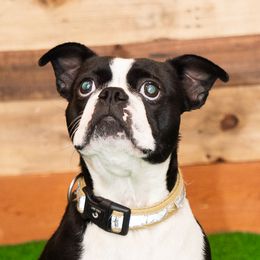 Annie - Boston Terrier