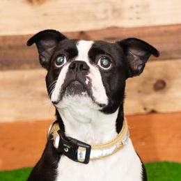 Annie - Boston Terrier