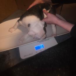 Girl 5 - White female American Bulldog puppy in La Porte, Indiana from Slayton's American Bulldogs