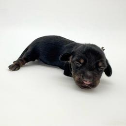 Magnolia - Black and tan female Dachshund puppy in Waddell, Arizona from Neu Doxies