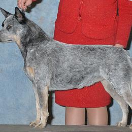 Australian Cattle Dog All Grown Up from Devon’s ACDs