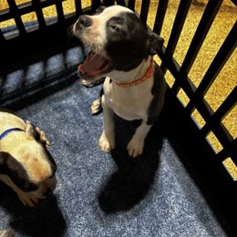 Male pup (orange collar) - Black and white male Boston Terrier puppy in Mc Donough, Georgia from Ballard Boston Terriers