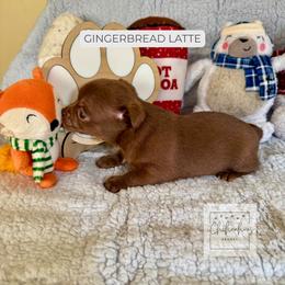 Gingerbread Latte - Chocolate and white female Chihuahua puppy in Woodstock, Georgia from iChihuahuas Kennel