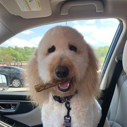 Goldendoodles from Peck’s Puppy Patch