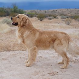 MAC - Golden Retriever