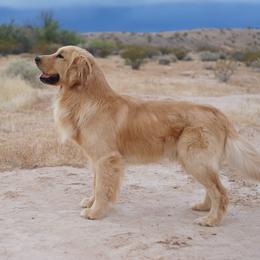 MAC - Golden Retriever