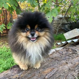 Bear II - Black and tan male Pomeranian puppy in Citrus Heights, California from Yev and Marina's Pomeranians (AKC)