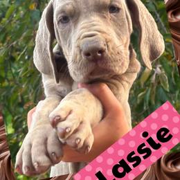 Lassie - Silver female Great Dane puppy in Wellsville, New York from Prophecy Danes