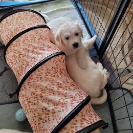Golden Retriever Puppies from Triple D Ranch