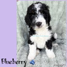 Blueberry - Tri-color female Bernedoodle puppy in Godwin, North Carolina from Farm Sweet Farm Doodles