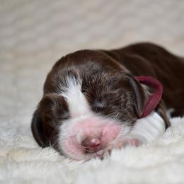 Lassie - Liver and white female English Springer Spaniel puppy in Chapmansboro, Tennessee from Balthrop Bend Farms