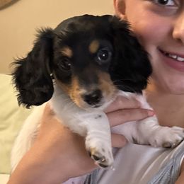 Dachshund Puppies from Logan’s Dashing Dachshunds
