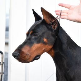 Uzi - Doberman Pinscher