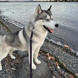 Siberian Husky All Grown Up from Twilights Kennel