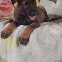 AXEL - Sable male German Shepherd puppy in Whitewater, California from Vom Haus Metzler Shepherds