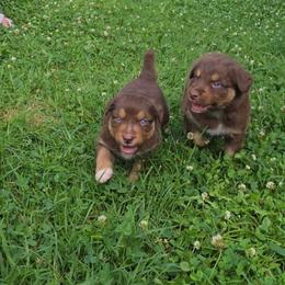 Ember - Red tri-color female Australian Shepherd puppy in Marengo, Indiana from J&J Kennel
