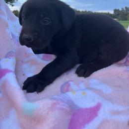 Female 3 - Black female Labrador Retriever puppy in Centerville, Pennsylvania from Rose Haven Farm