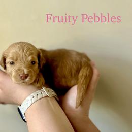 Fruity Pebbles - Red  female Goldendoodle puppy in Taylorsville, North Carolina from Heartfelt Doodles