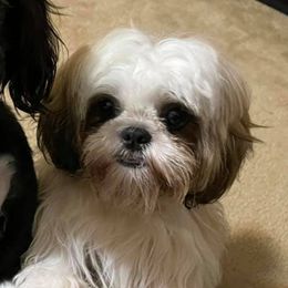 Shih Tzus from AB Cleveland Pups