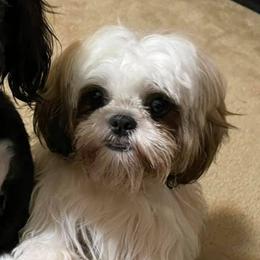 Shih Tzus from AB Cleveland Pups
